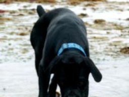 buck_a_la_plage_20211129_1834264242